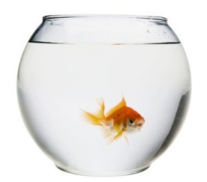 Fish in fishbowl